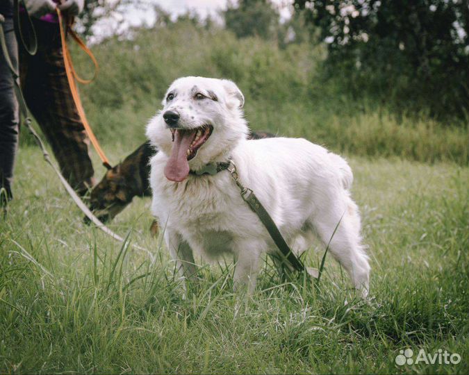 Собака в добрые руки отдам бесплатно