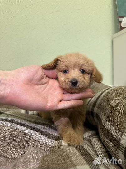 Карамель мальтипу девочка