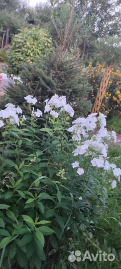 Куст флоксов