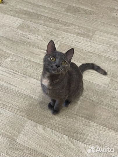 Кошка котёнок