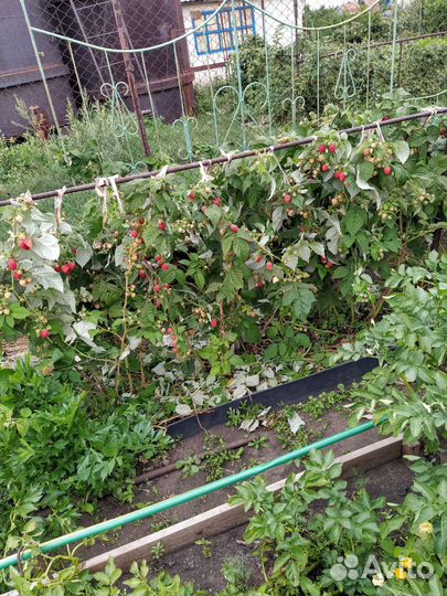 Малина ремонтантная