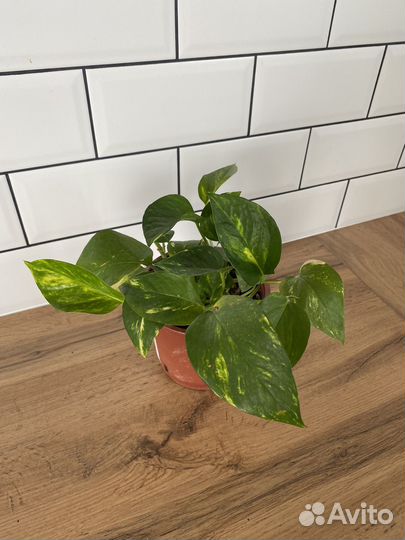 Сциндапсус