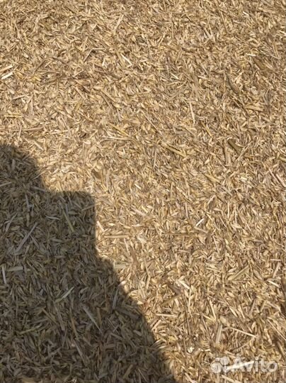 Полова пшеничная 2023 года