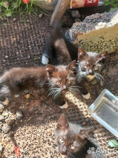 Котята отдам в добрые руки бесплатно