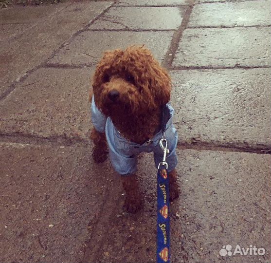 Той-пудель вязка