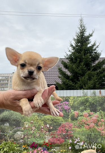 Щенки чихуахуа