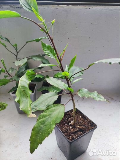 Гибискус вариегатный