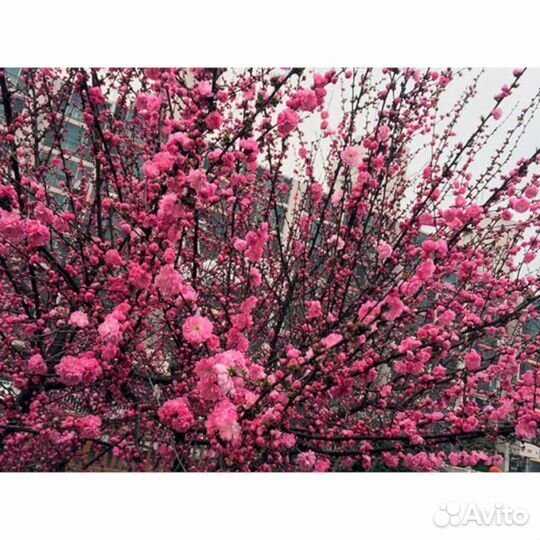 Луизеания - Миндаль Танюша