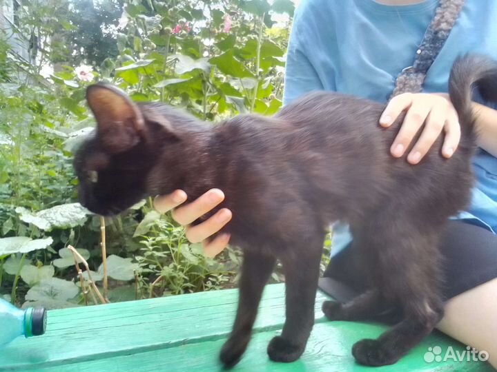 Котенок в добрые руки