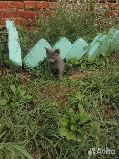 Британские котята