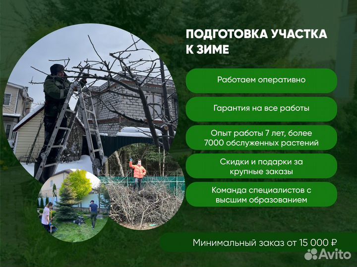 Спил деревьев