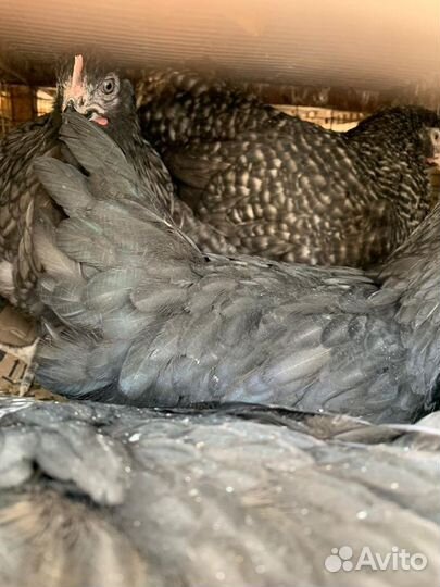 Вожу кур оптом