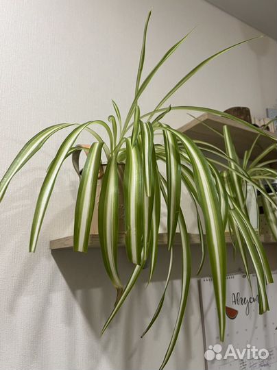 Хлорофитум