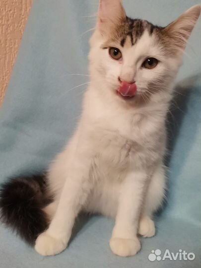 Котёнок в добрые руки бесплатно