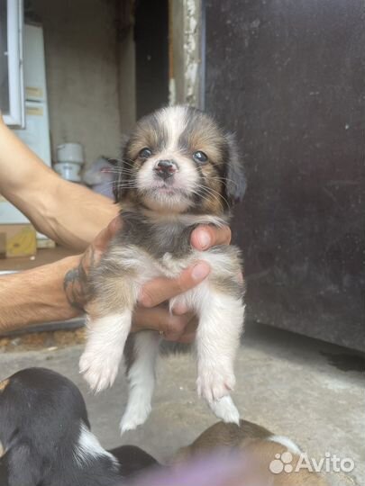 В добрые руки