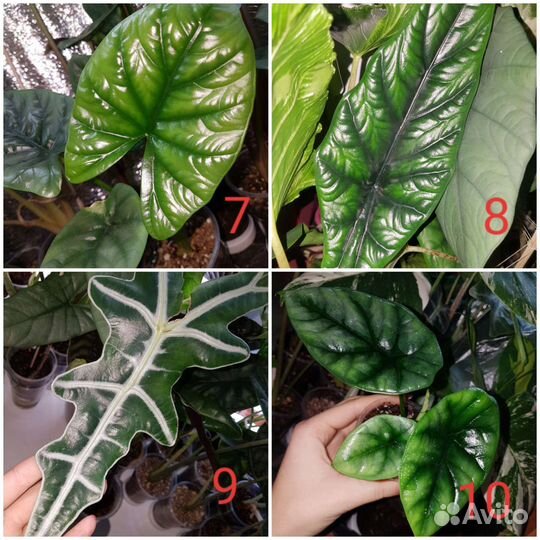 Алоказии Клубни