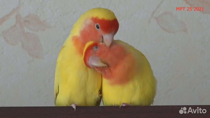 Банановые неразлучники