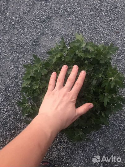 Хризантема мультифлора