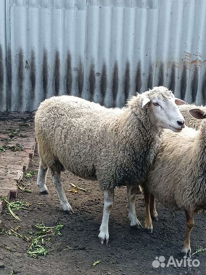 Баран на племя