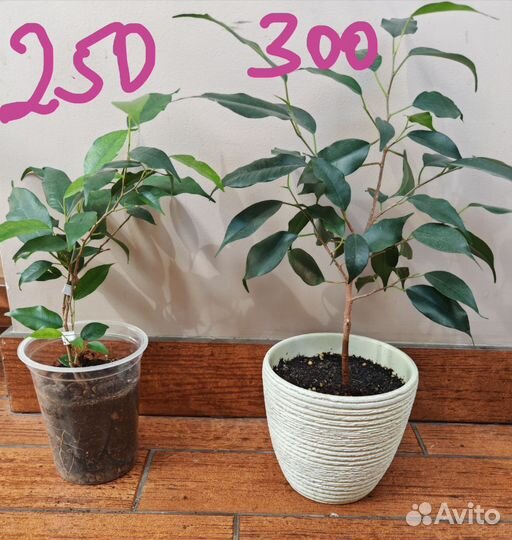 Фикусы Бенджамина