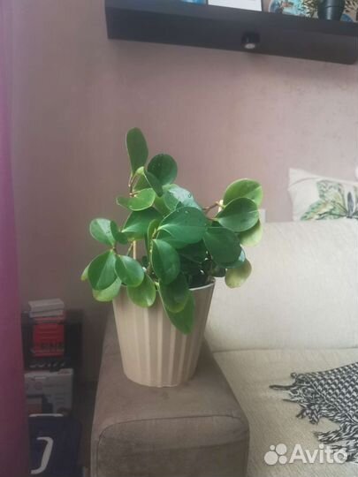 Пеперомия туполистная