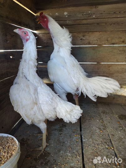 Бойцовые петухи