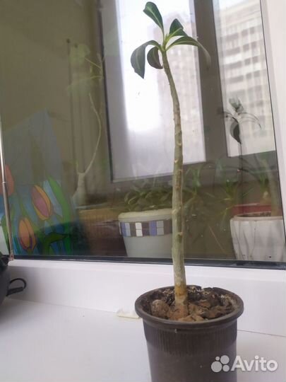 Черенки адениума