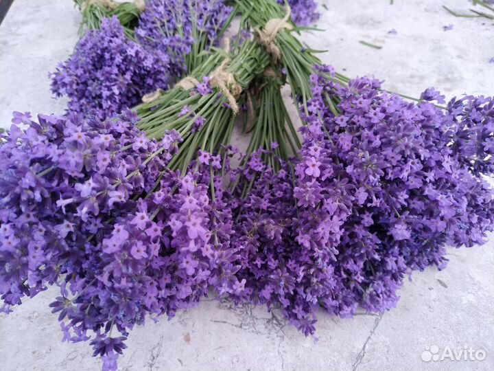 Саженцы лаванды