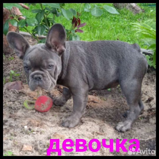Девочка бульдожечка