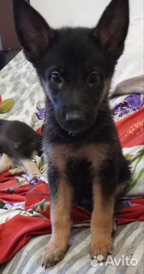 Немецкая овчарка. Метисы. Щенки