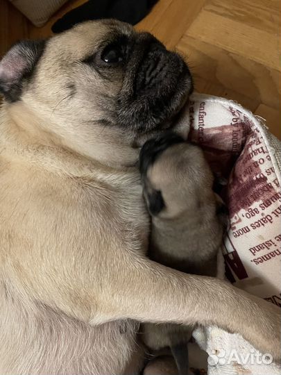 Щенки мопса