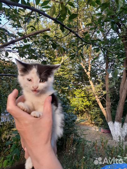 Котики бесплатно