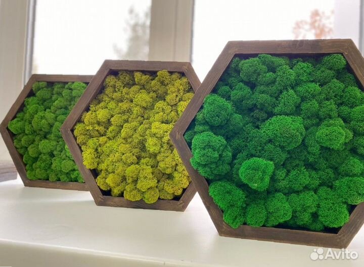 Панно. Декор. Стабилизированный мох