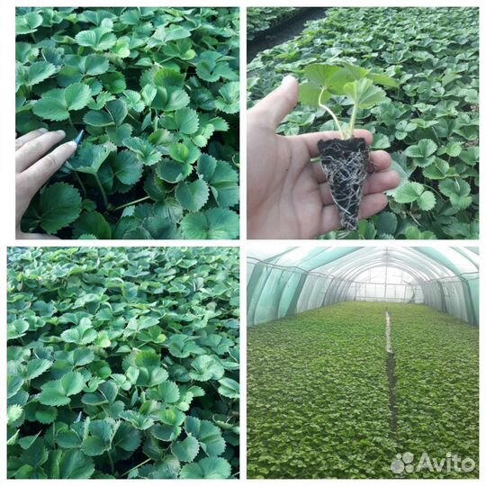 Продам рассаду клубники разных сортов