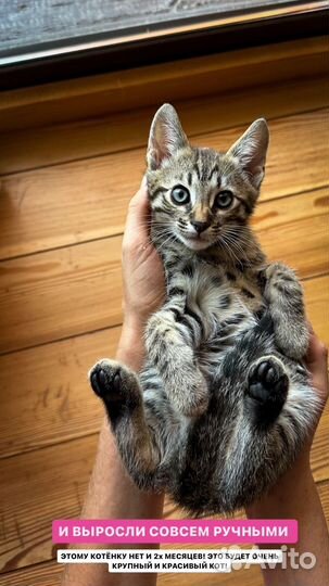 Бенгальские котята Оцикет