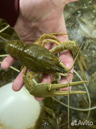 Раки речные Волга/ краб Мурманск