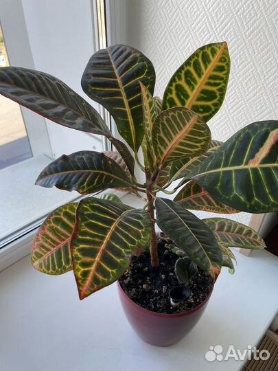 Кодиеум кротон