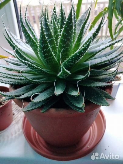 Алоэ Аристата (остистое)