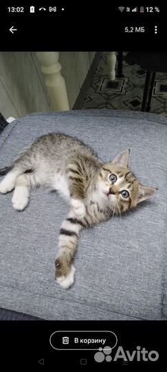 Отдам в добрые руки