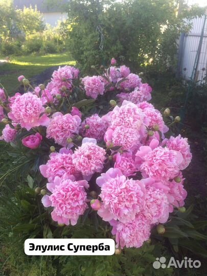 Пионы разные