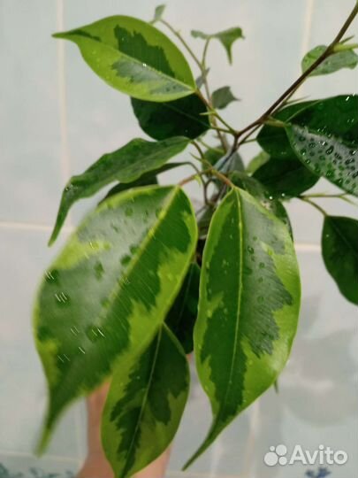 Бенджамина Реджинальд