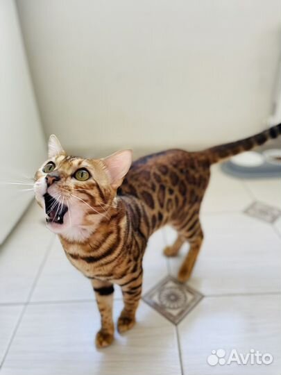 Бенгальский кот вязка