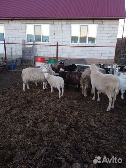 Овцы бараны