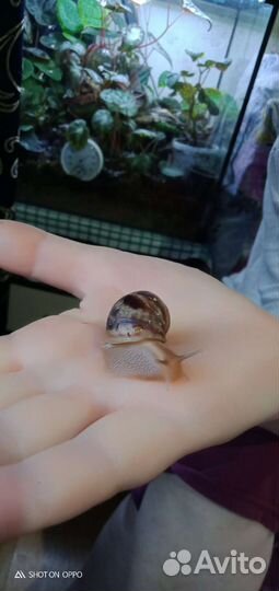 Улитки Ахатины