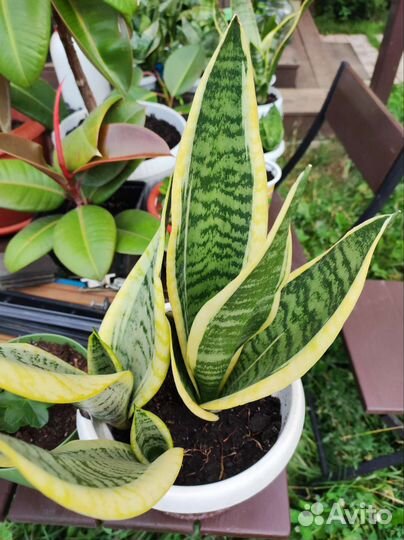 Сансевиерия