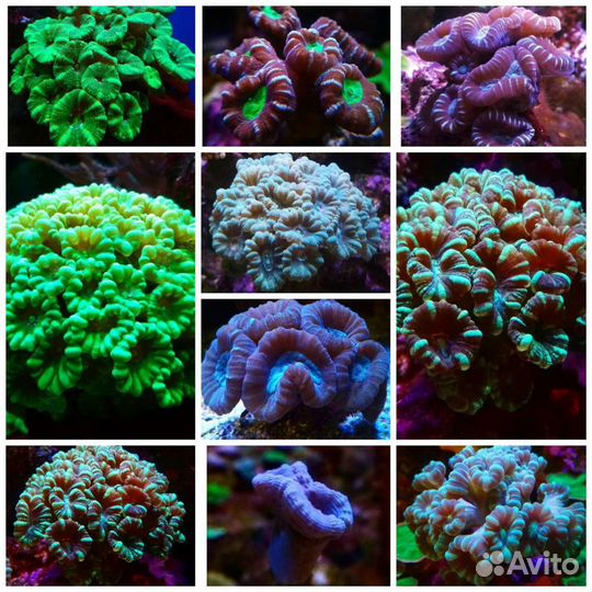 Фрагменты живых кораллов для морского аквариума