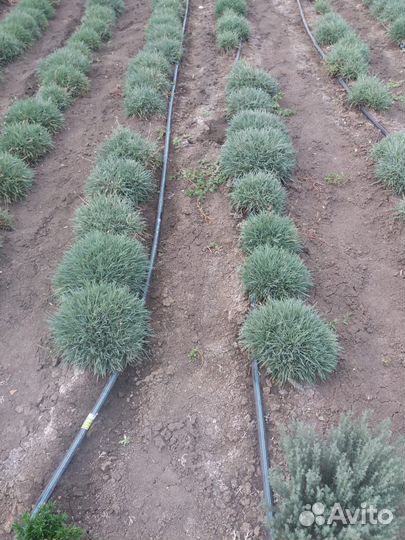 Декоративные кустарники