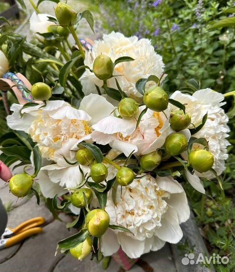 Редкие сорта пионов