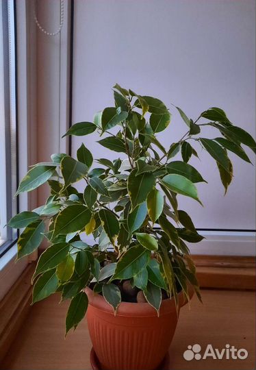 Фикус бенджамина