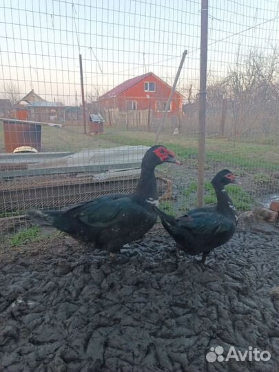 Утята индоутки